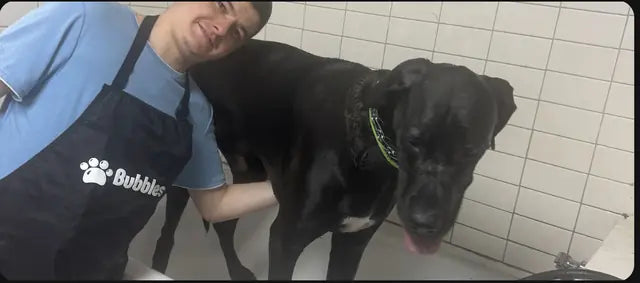 Groomer bathing a black Labrador with Bubbles products
