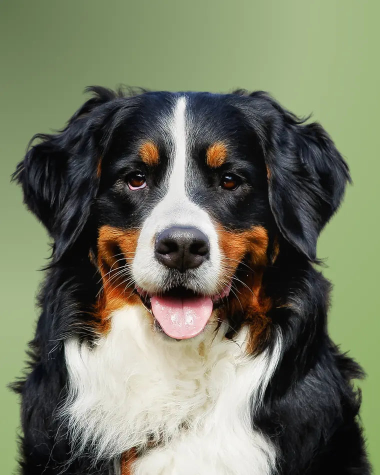 Bernese mountain dog groomed with Bubbles products